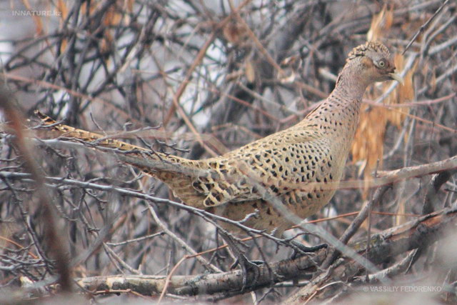 phasianus_colchicus_01.jpg