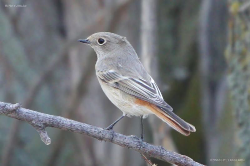 phoenicurus-ochruros_01.jpg