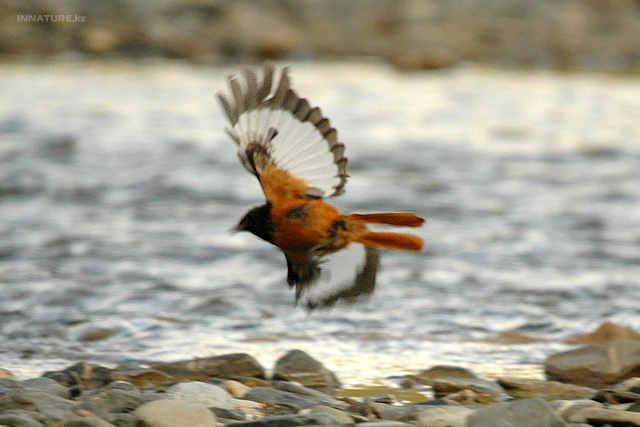 phoenicurus_erythrogaster_02.jpg