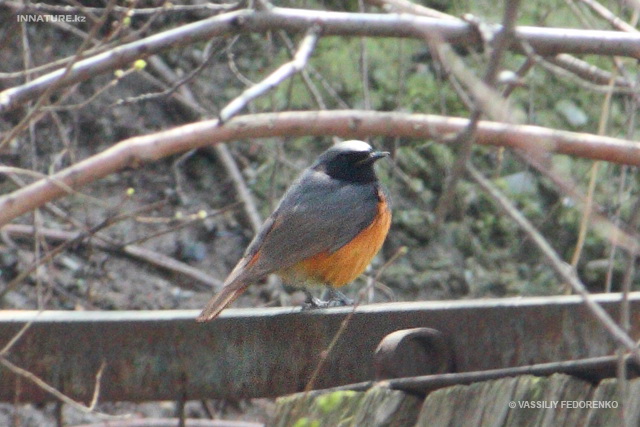 phoenicurus_phoenicurus_01.jpg
