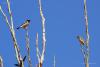 saxicola-torquata_01_t1.jpg