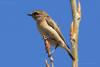 saxicola-torquata_03_t1.jpg