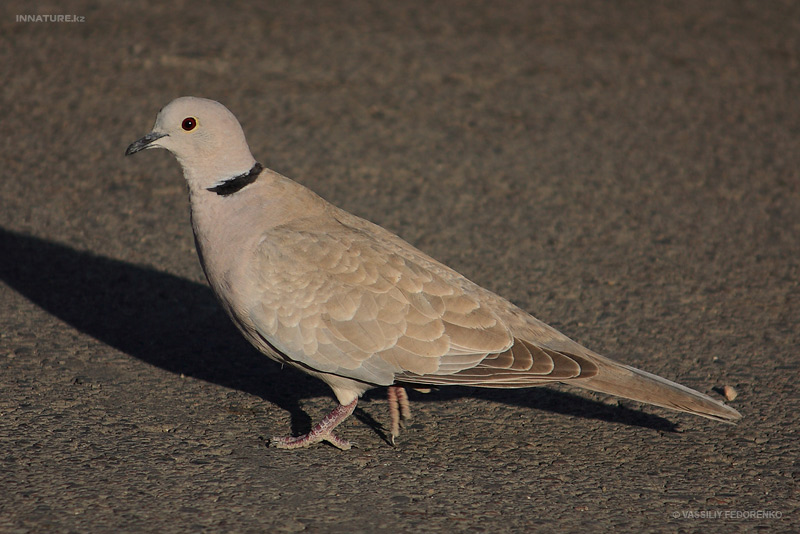 streptopelia-decaocto_03.jpg