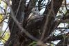 streptopelia-decaocto_04_t1.jpg