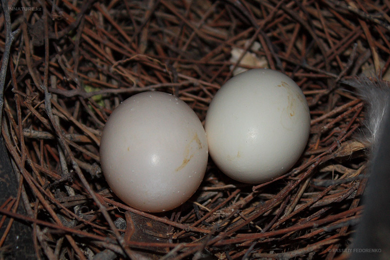 streptopelia-decaocto_06.jpg