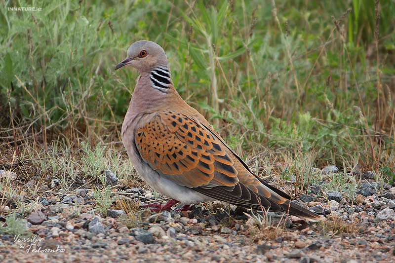 streptopelia-orientalis_01.jpg