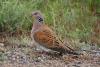 streptopelia-orientalis_01_t1.jpg