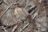 streptopelia_senegalensis_t1.jpg