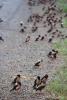 sturnus-roseus_01_t1.jpg