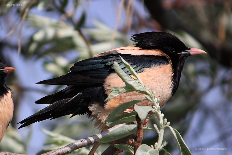 sturnus-roseus_02.jpg