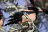 sturnus-roseus_02_t1.jpg