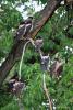 sturnus-roseus_04_t1.jpg