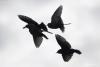 sturnus-vulgaris_01_t1.jpg