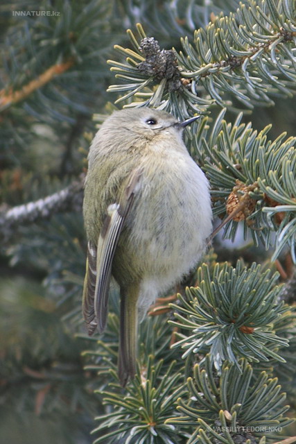 sturnus_roseus_03.jpg