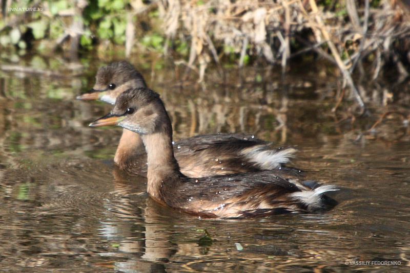 tachybaptus-ruficollis_01.jpg