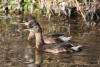 tachybaptus-ruficollis_01_t1.jpg