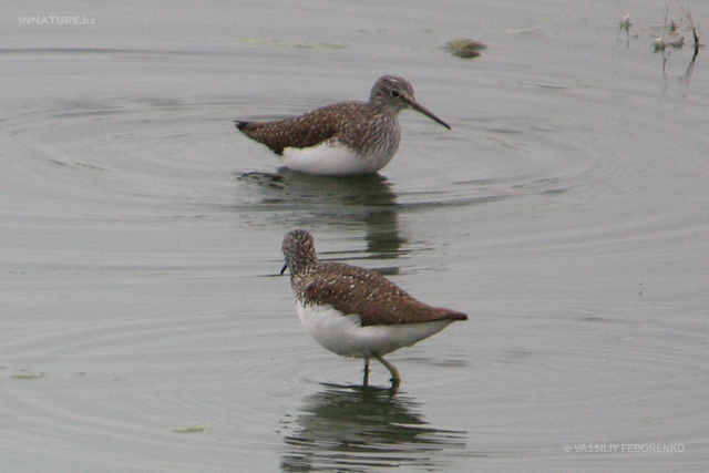 tringa-ochropus_01.jpg