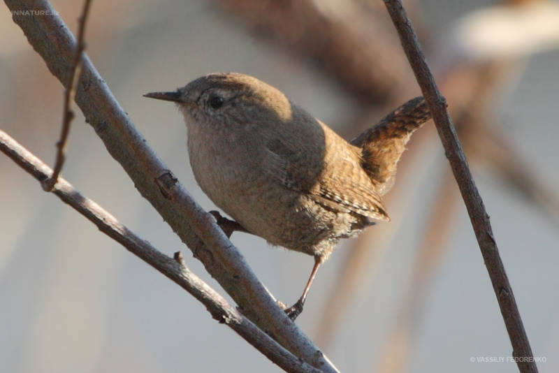 troglodytes-aedon_01.jpg
