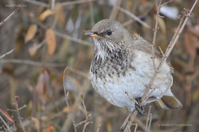 turdus_atrogularis_05.jpg