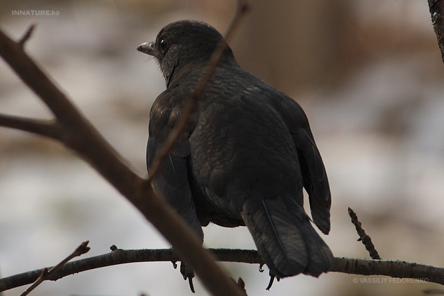 turdus_merula_03.jpg