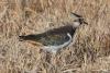 vanellus-vanellus_01_t1.jpg