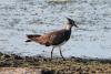 vanellus-vanellus_03_t1.jpg