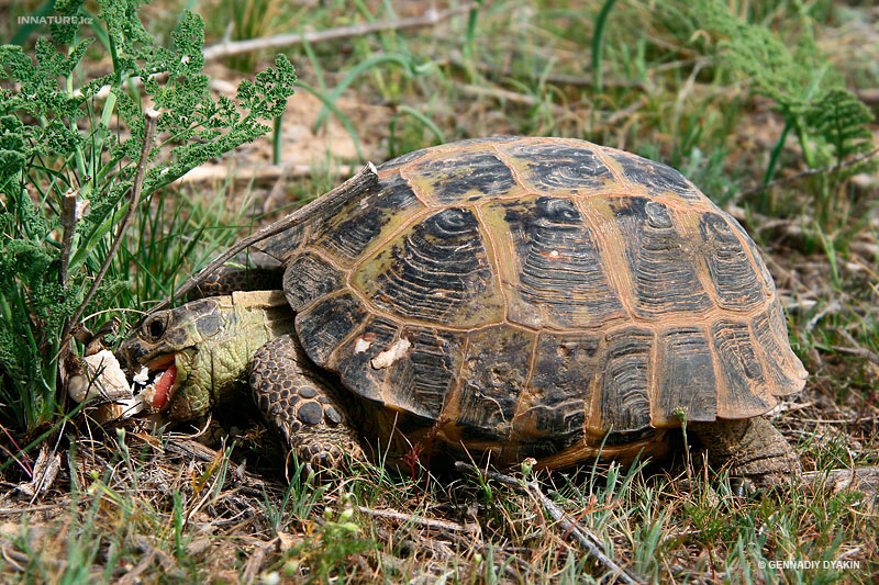 agrionemys-horsfieldi_01.jpg