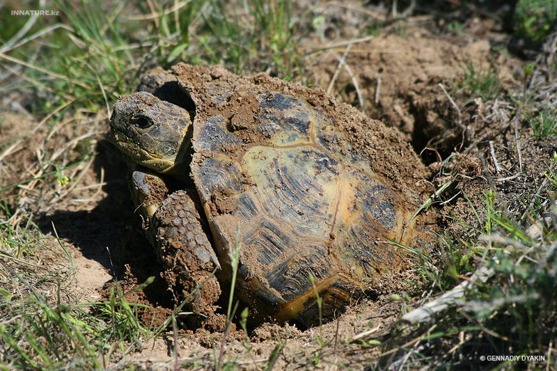 agrionemys-horsfieldi_02.jpg