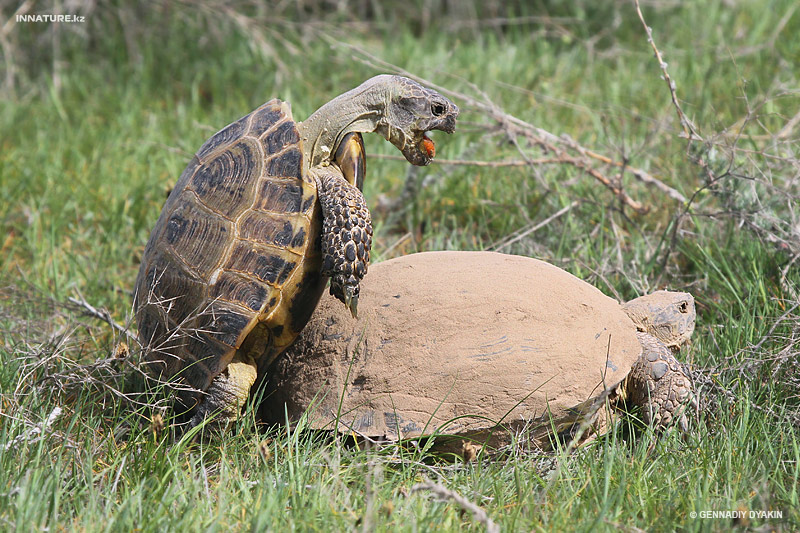 agrionemys-horsfieldi_03.jpg