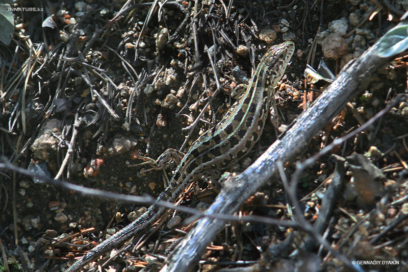 lacerta-agilis_01.jpg