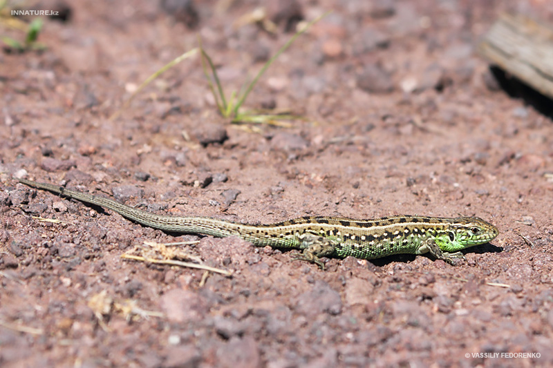 lacerta-agilis_01_1.jpg