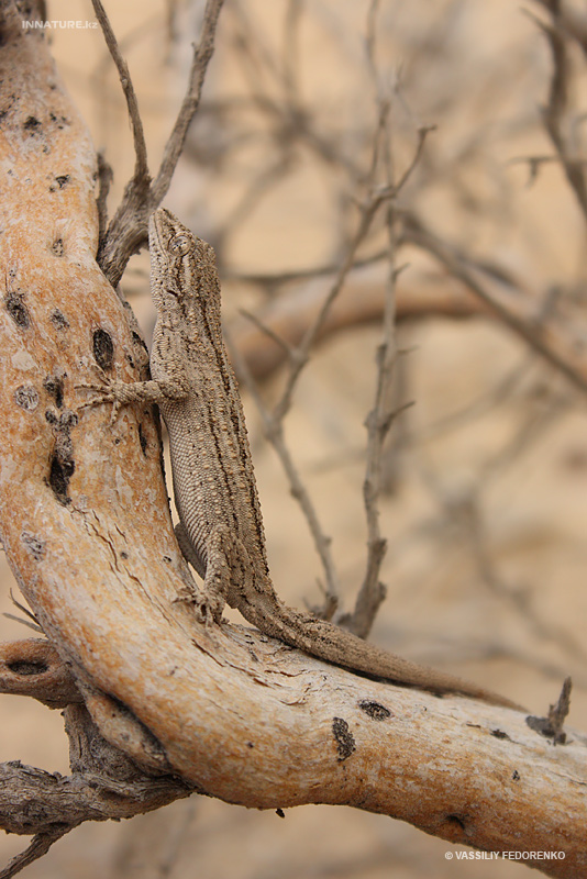mediodactylus-russowii_03.jpg