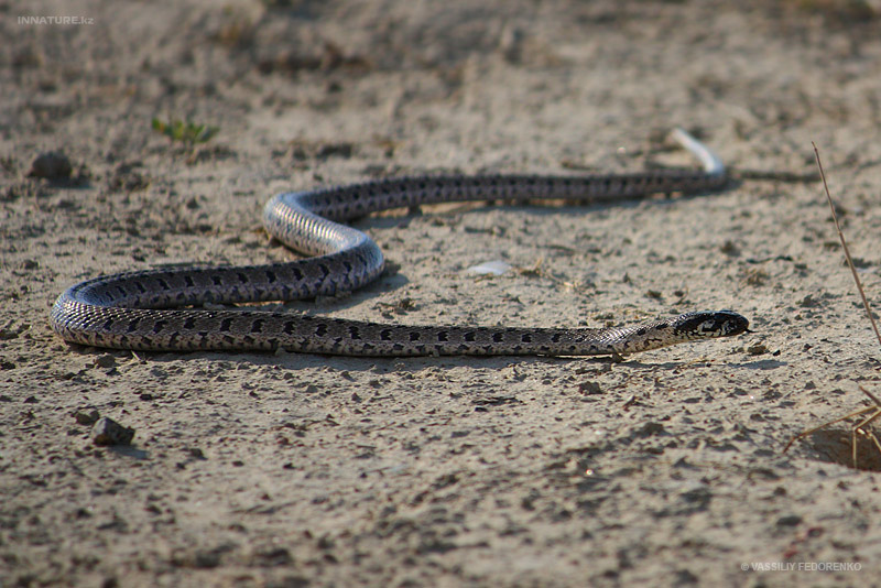 natrix-tessellata_01.jpg