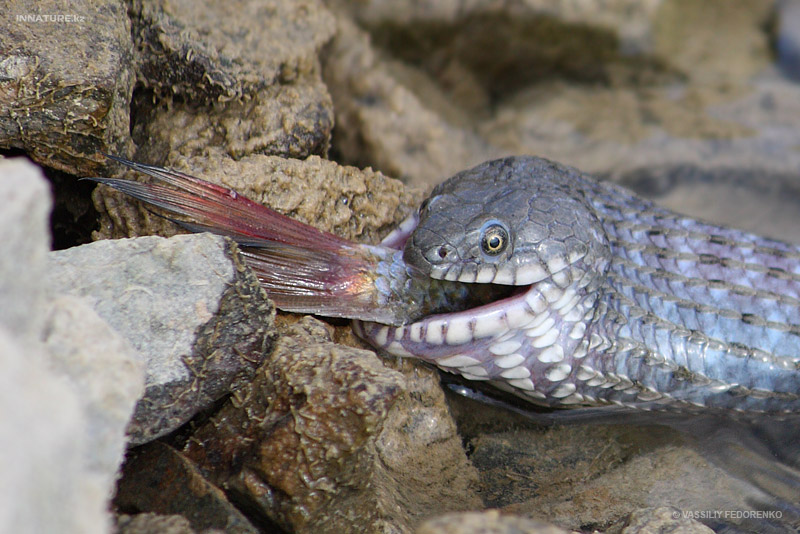 natrix-tessellata_02.jpg