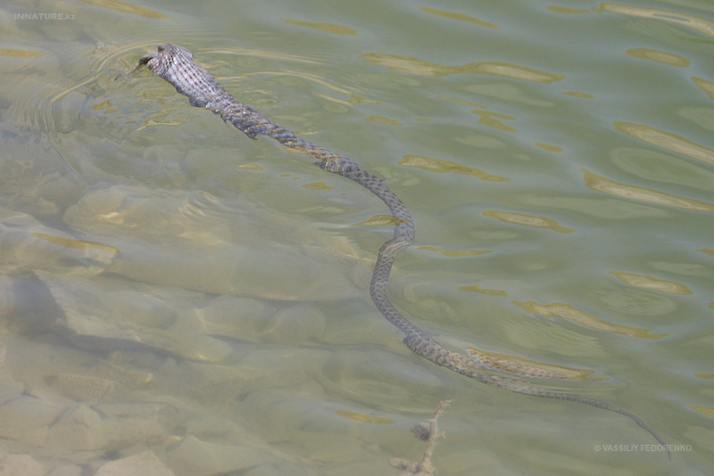natrix-tessellata_03.jpg