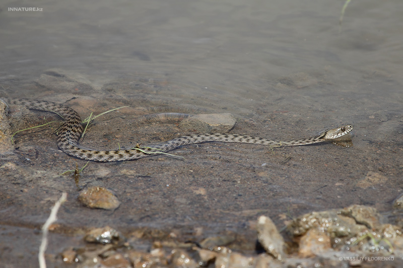 natrix-tessellata_04.jpg