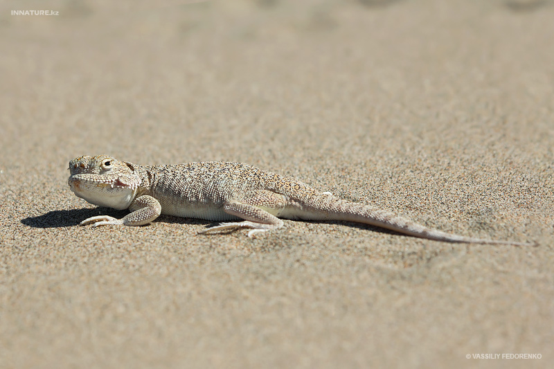 phrynocephalus-mystaceus_01.jpg