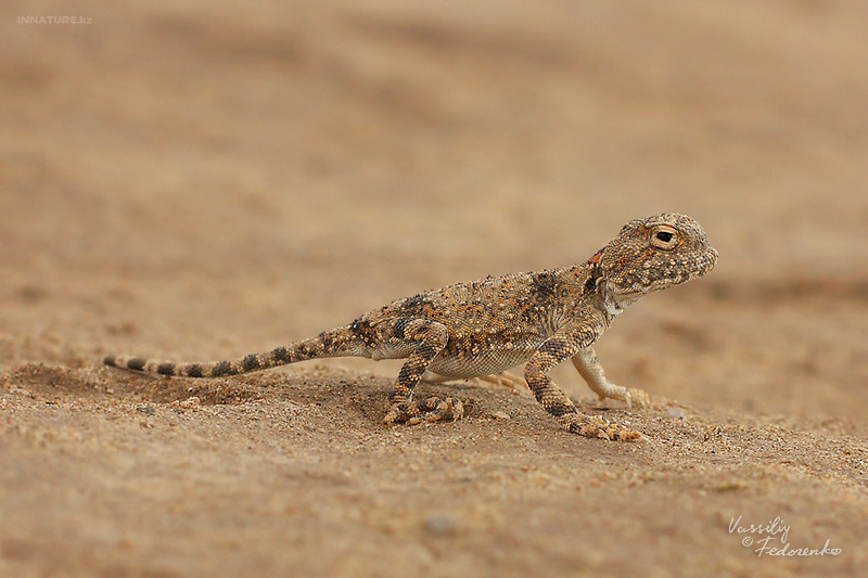 phrynocephalus_01.jpg