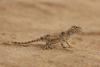 phrynocephalus_01_t1.jpg