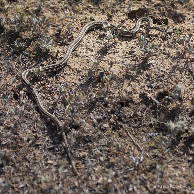 psammophis-lineolatus_02.jpg