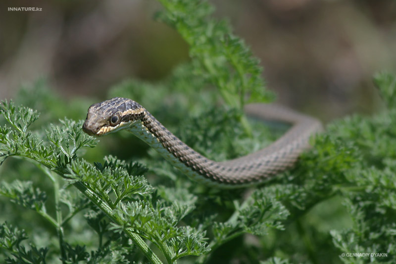 psammophis-lineolatus_02_1.jpg