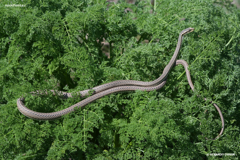 psammophis-lineolatus_03.jpg