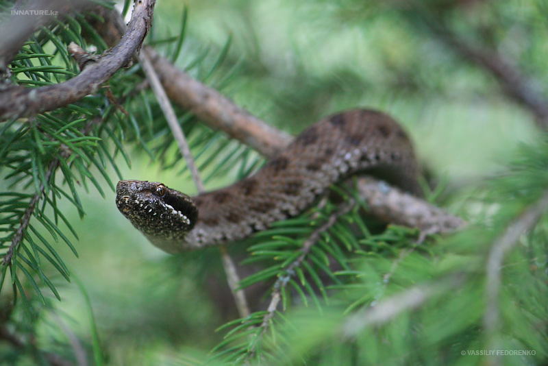 snake_01_2.jpg