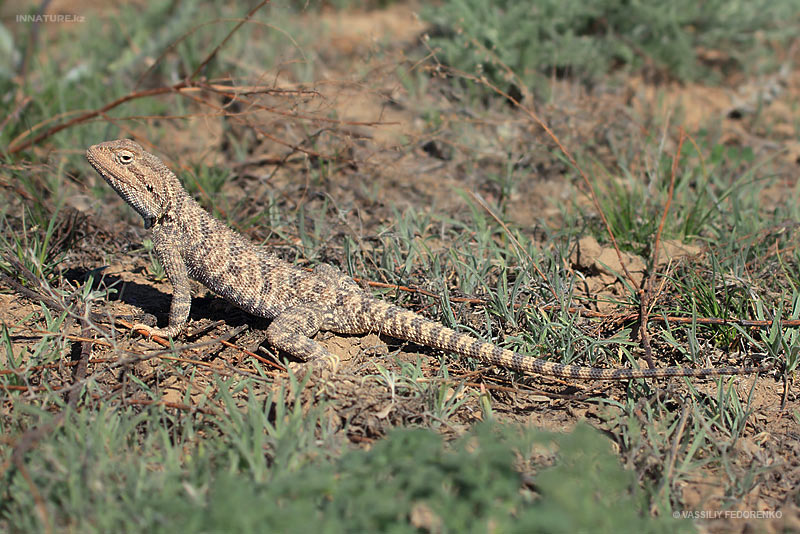 trapelus-sanguinolentus_01.jpg