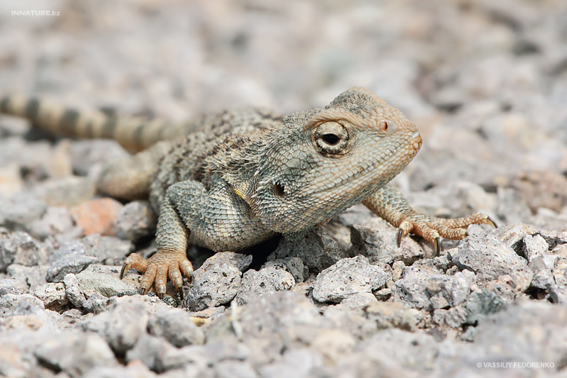 trapelus-sanguinolentus_01_2.jpg