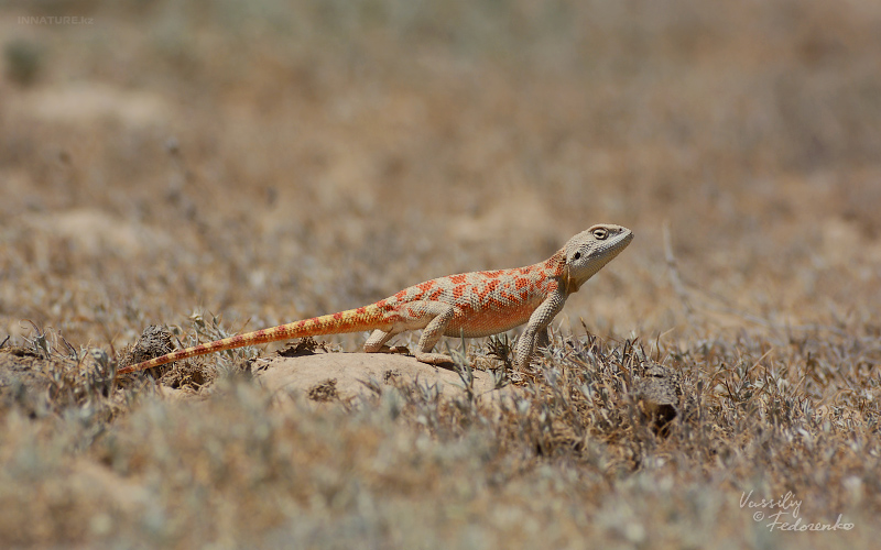 trapelus-sanguinolentus_01_3.jpg