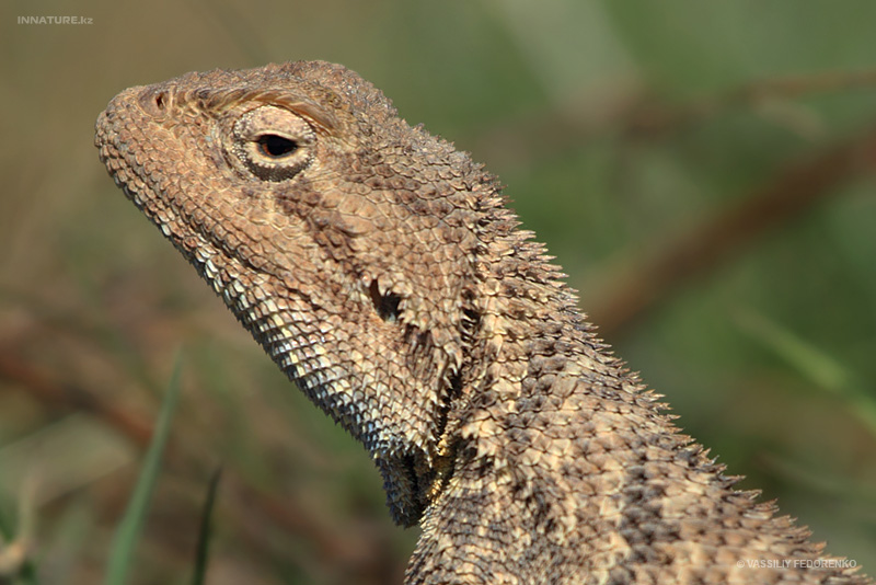 trapelus-sanguinolentus_02.jpg