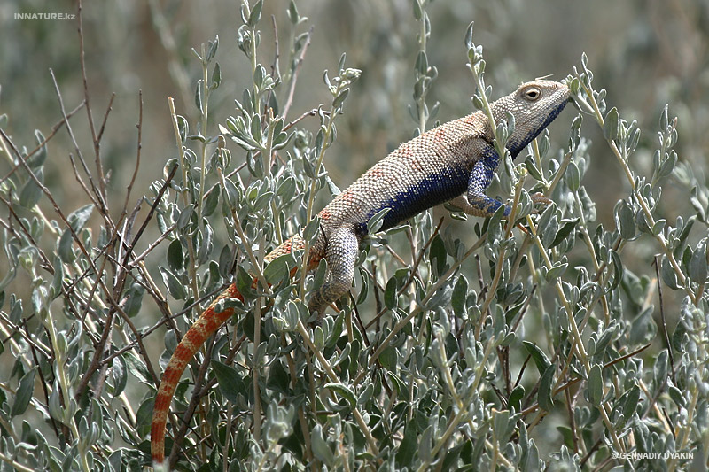 trapelus-sanguinolentus_03.jpg