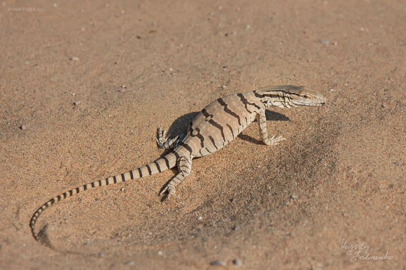 varanus_griseus_01.jpg