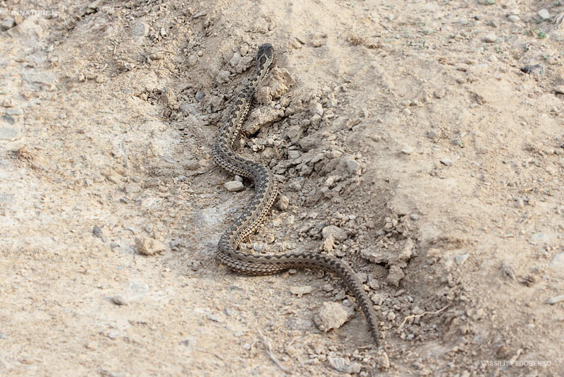 vipera-renardi_01_1.jpg